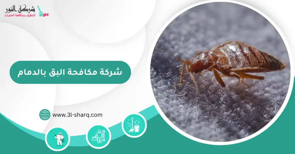 شركة مكافحة البق بالدمام