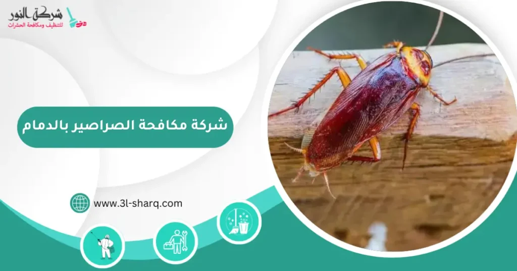 شركة مكافحة الصراصير بالدمام