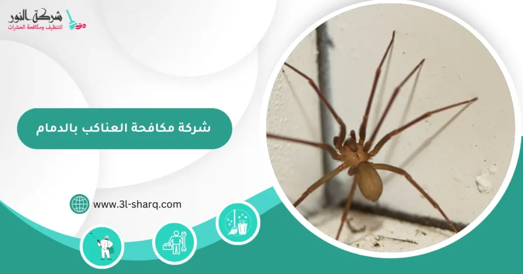 شركة مكافحة العناكب بالدمام