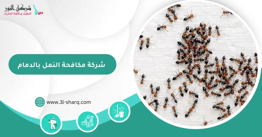 شركة مكافحة النمل بالدمام