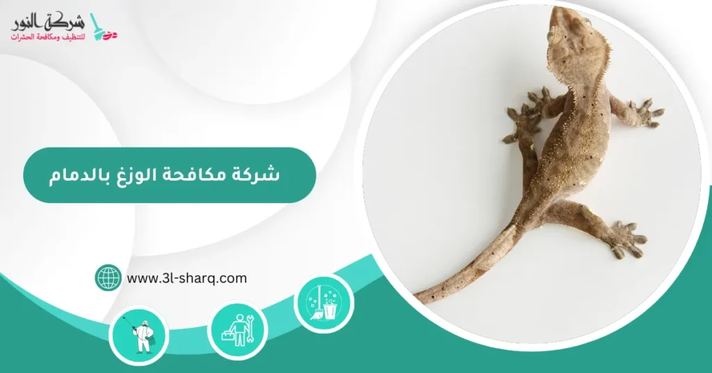 شركة مكافحة الوزغ بالدمام